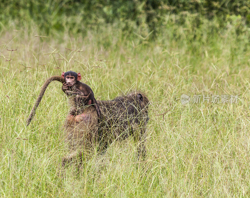 Baby Chacma Baboon clinging tightly to mother's tail while riding.